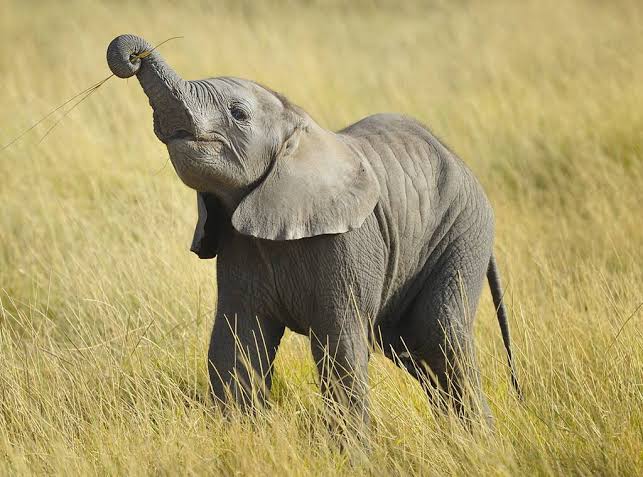 Elephant