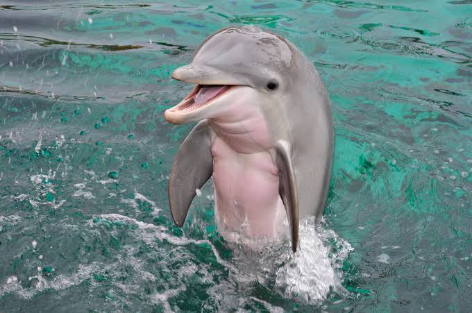 Dolphin