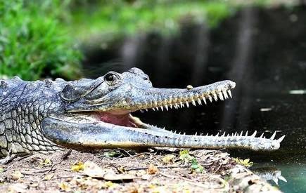 Ecotourism