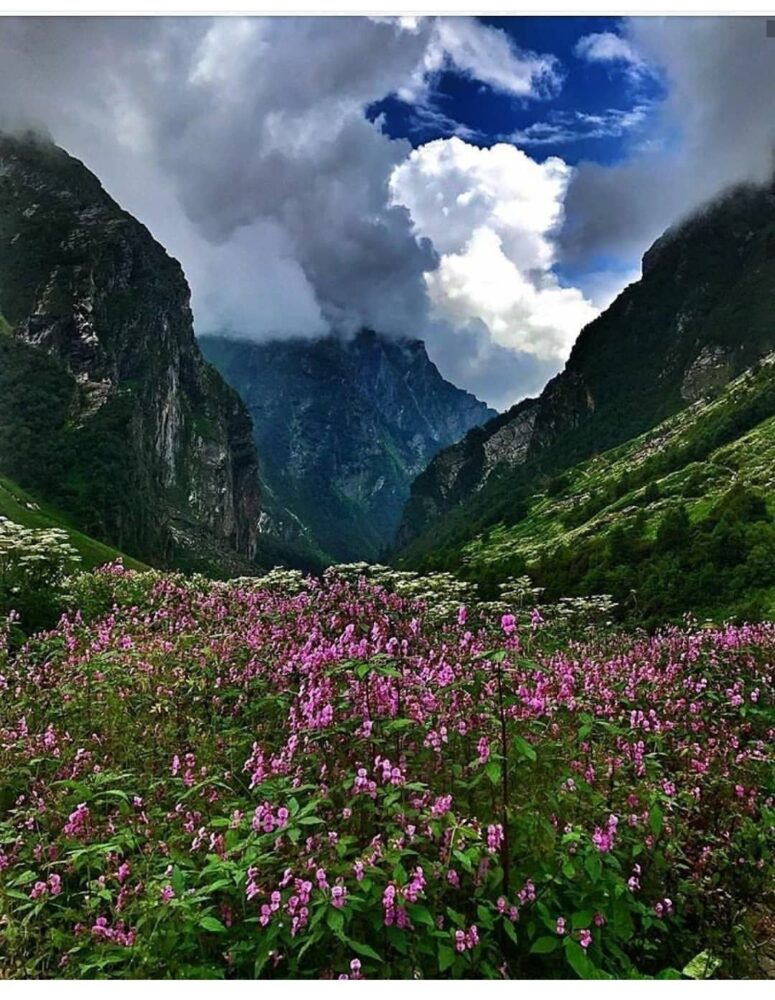 Valley of flowers, uttarakhand
