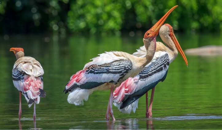 Ecotourism
