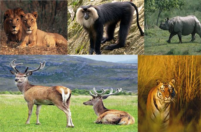 Ecotourism