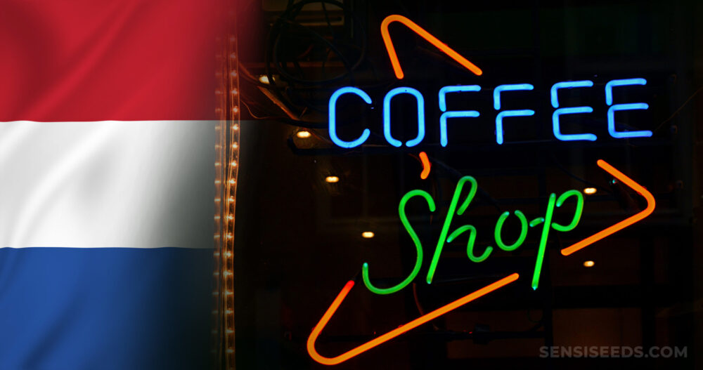 Cannabis in the netherlands scaled