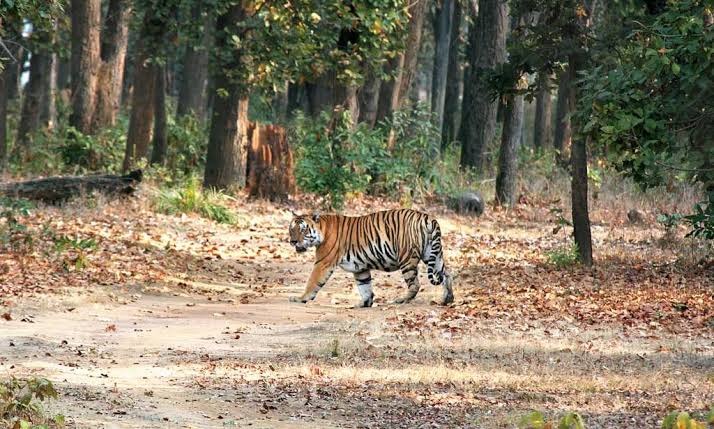 Jharkhand Foundation Day: Land Of Bushes Celebrates It’s 20th Anniversary