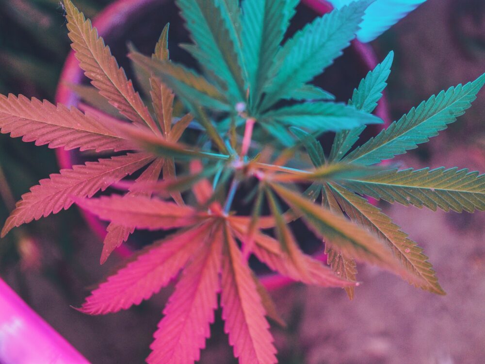 weed