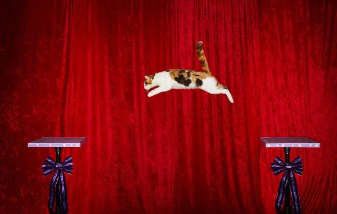 7 Weirdest World Records Ever Set