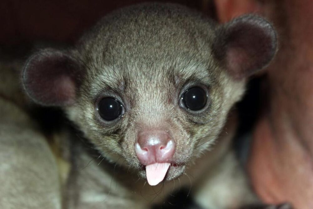 Kinkajou pet 1024×683