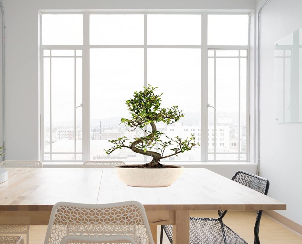 The Bonsai Plants Carmona Bonsai Live Plant