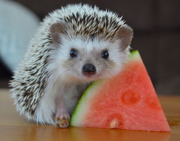 Exotic pets little hedgehog pup leaning on a slice of watermelon placed on a smooth wooden surface