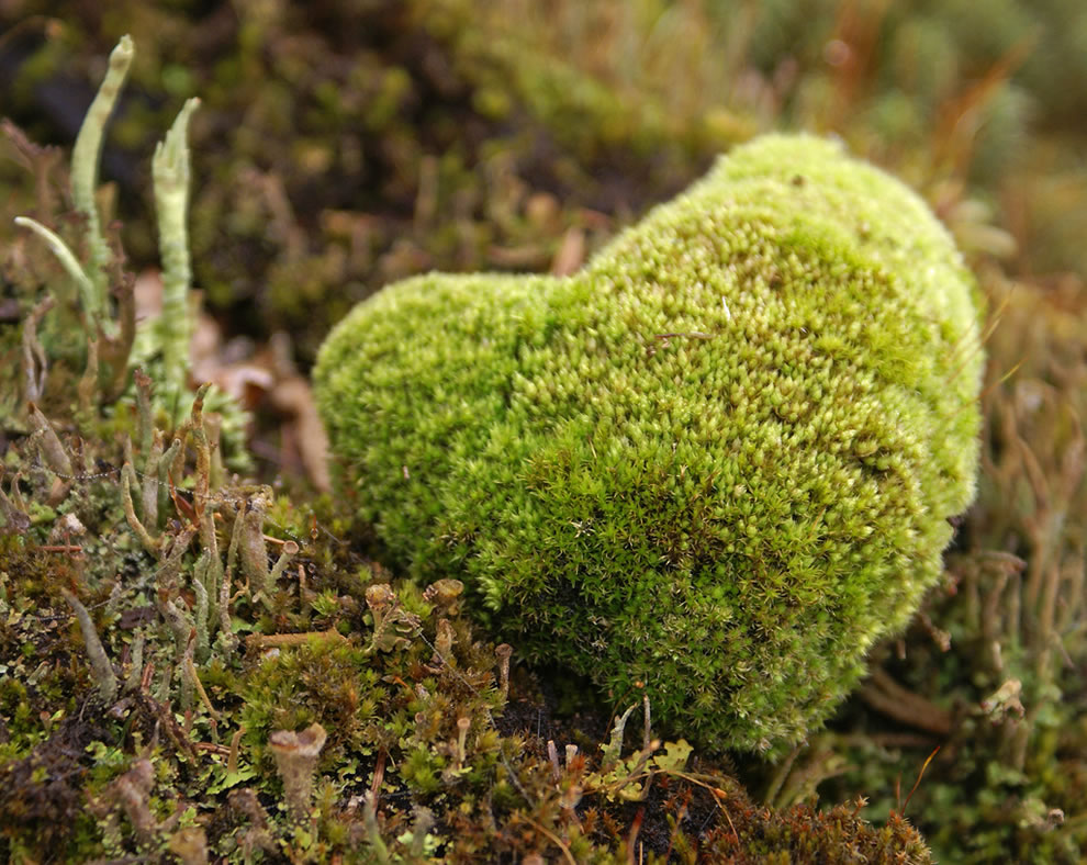 Green heart