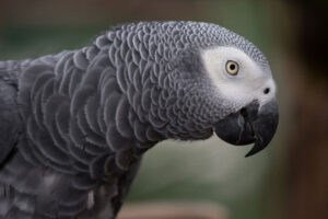 Top 5 Smartest Birds You Can Keep as Pets: A Practical Guide
