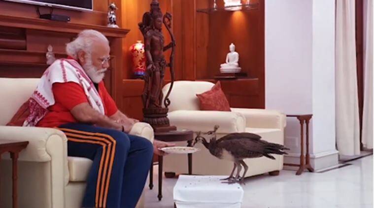 Modi peacock2