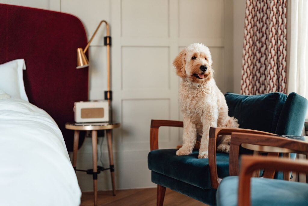 Most Luxurious Pet Hotels In The World