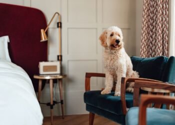 Most Luxurious Pet Hotels In The World