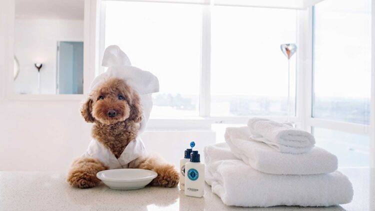Most Luxurious Pet Hotels In The World.