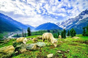 Why is Kashmir Known as “Paradise on Earth”?