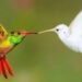 15 Hummingbird Facts You Probably Didn't Know