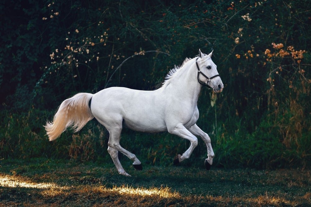 20 Astonishing Facts about Horses you didn’t know