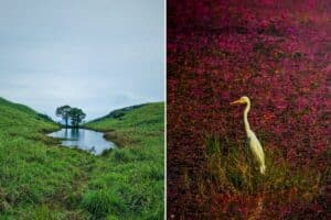 The 8 Best Places to Visit in Wayanad | Edakkal Caves, Chembra Peak…