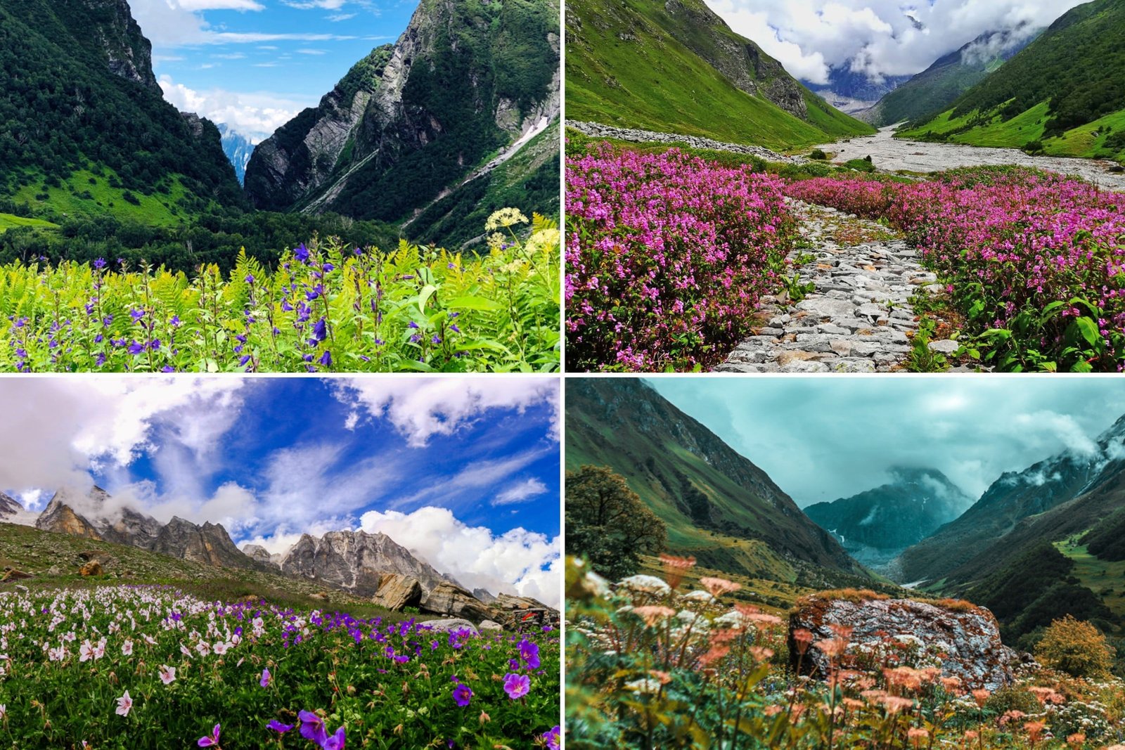 10 Best Places To Visit In August In India - Valley Of Flowers