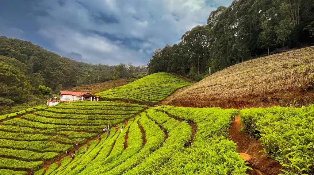 6 Things That Are Must For A Visitor To Do In Ooty!