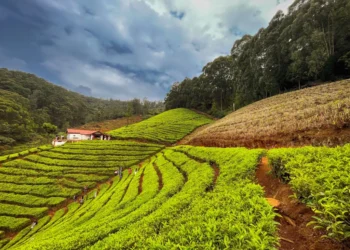6 Things That Are Must For A Visitor To Do In Ooty!