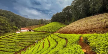 6 Things That Are Must For A Visitor To Do In Ooty!