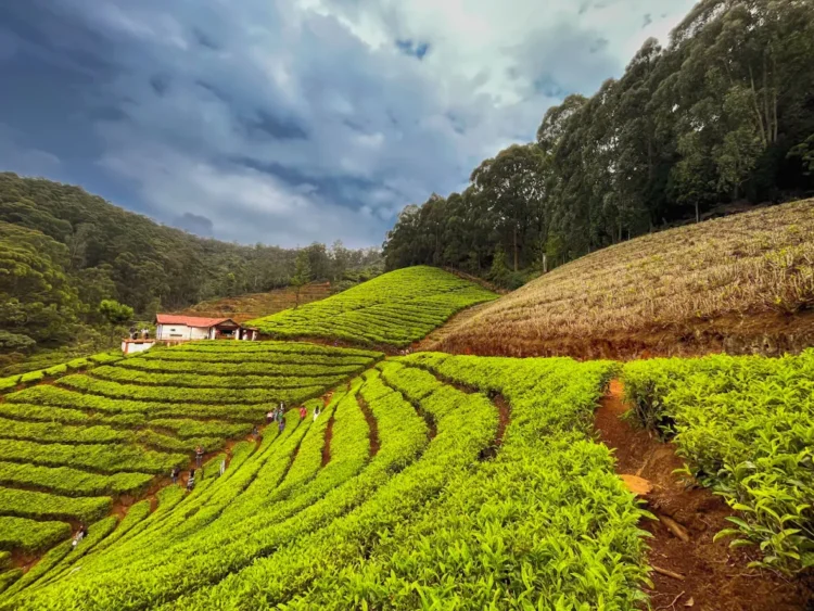 6 Things That Are Must For A Visitor To Do In Ooty!