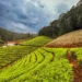 6 Things That Are Must For A Visitor To Do In Ooty!