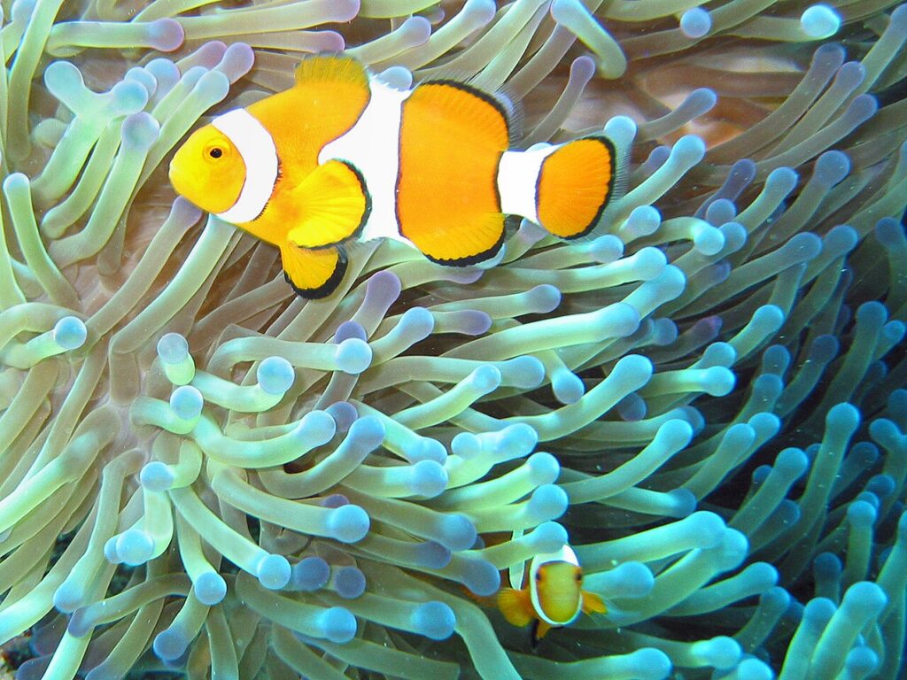 A clownfish in an anemone, like Marlin and Nemo in Pixar's Finding Nemo