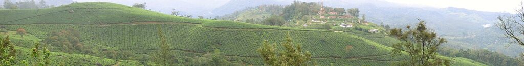 Tea gardens on the hills of Munnar, one of the best hill stations in South India