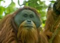 Male Tapanuli orangutan in the Batang Toru forest, Sumatra
