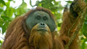 How Did the World’s Rarest Ape End Up at Vantara? Indonesia Wants Answers