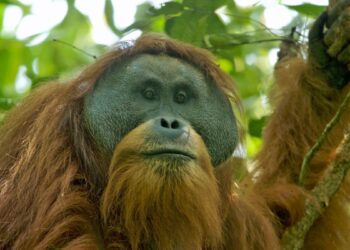 Male Tapanuli orangutan in the Batang Toru forest, Sumatra