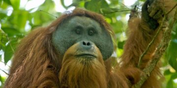 Male Tapanuli orangutan in the Batang Toru forest, Sumatra