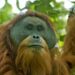 Male Tapanuli orangutan in the Batang Toru forest, Sumatra