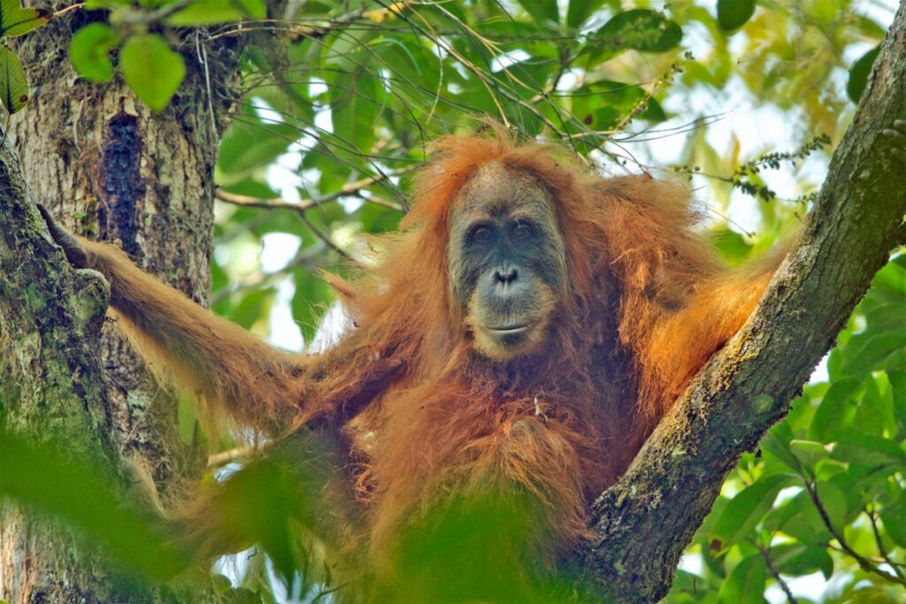 Female Tapanuli orangutan in a tree in North Sumatra