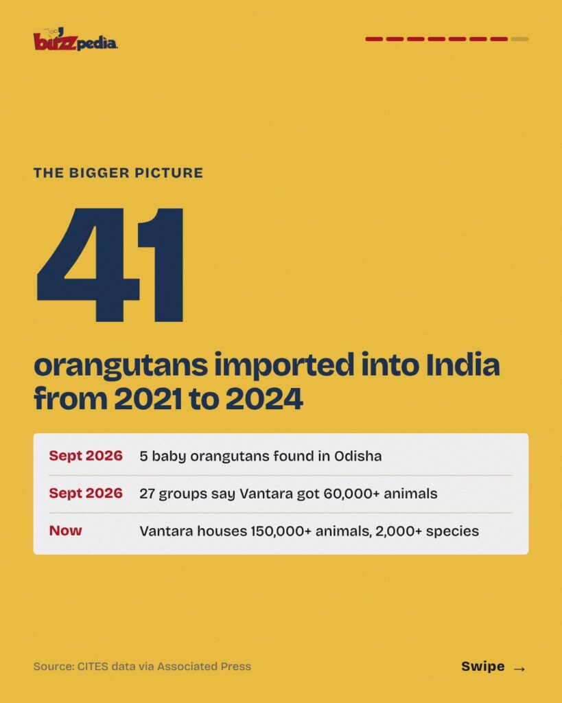 Infographic: 41 orangutans imported into India from 2021 to 2024