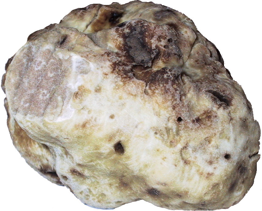 White truffles, one of the most expensive food items in the world